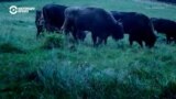 Европейские бизоны снова в Румынии. Зачем экологи возвращают в природу этих гигантов и какую пользу они приносят