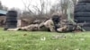История бывшего бойца легиона "Свобода России" Альберта Макарова