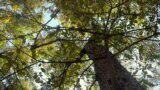 Kyrgyzstan walnut forest