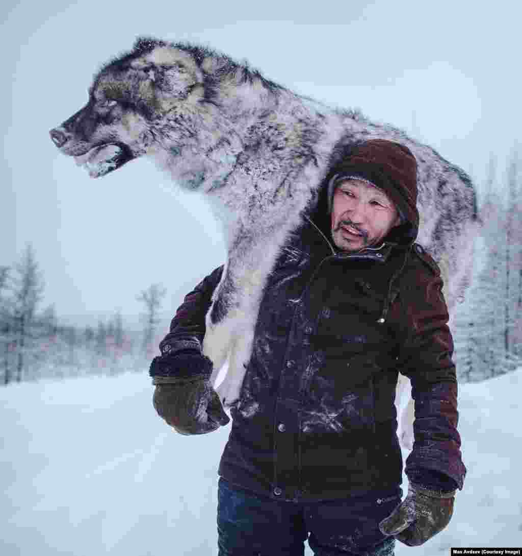 Когда российский фотограф Максим Авдеев выложил фотографию сибирского водителя грузовика с замерзшим волком на плече в свой инстаграм, Максима засыпали вопросами, почему убили волка. Как объяснил фотограф, якутские власти дают примерно по $500 за каждого убитого волка, потому что они опасны для оленеводов, живущих в тайге. Для района, в котором с трудом удается найти деньги для инвестирования в инфраструктуру, это достаточно большая сумма. "В Якутии столько места – здесь можно хранить все, что угодно под снегом, нужно лишь оставить GPS-маячок или запомнить дерево", – рассказывает фотограф. Водители зарыли убитого волка в снегу, а возвращаясь через несколько дней подобрали по дороге.