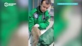 В Алматы появилась служба экстренной ветеринарной помощи: как она работает?